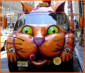 cat car