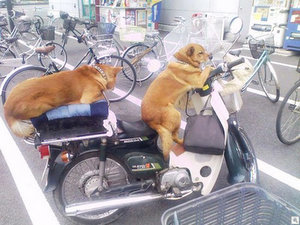 biking dogs